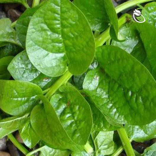 Hạt Giống Mồng Tơi Cao Sản  Phú Nông - Gói 20g - 50g - Ceylon Spinach