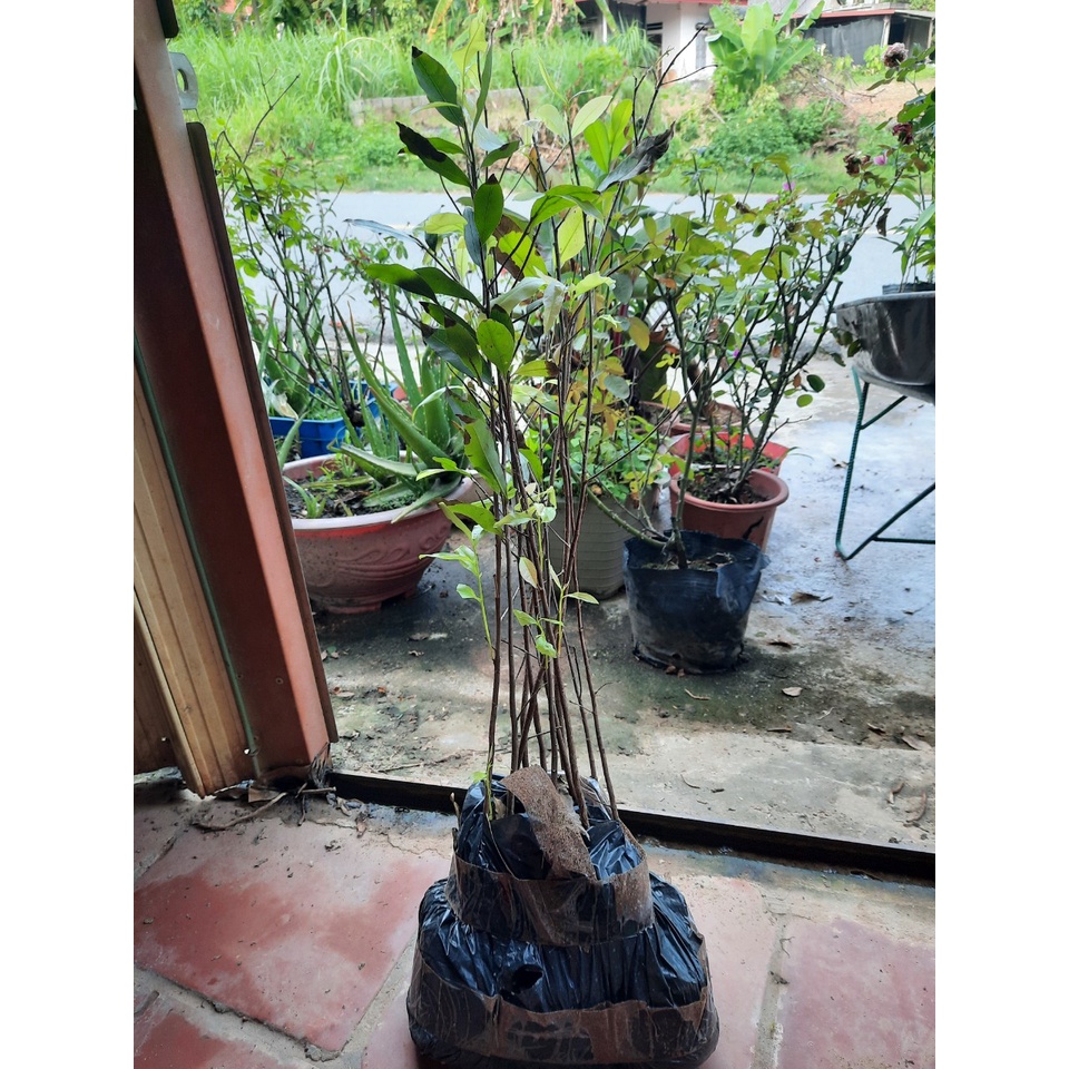 CÂY MAI ĐẠI LỘC GIỐNG ( CÂY CAO 50-60CM) CHƯA UỐN BONSAI