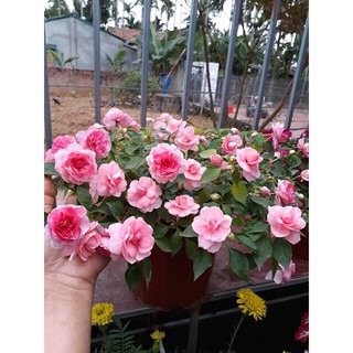 Hạt Giống Hoa Ngọc Thảo Kép