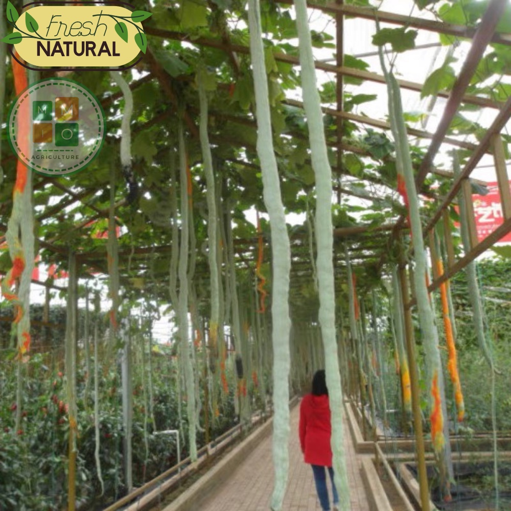 Hạt giống mướp rồng( rắn) Nhật Bản, lặc lè (lặc lày) dài siêu trái