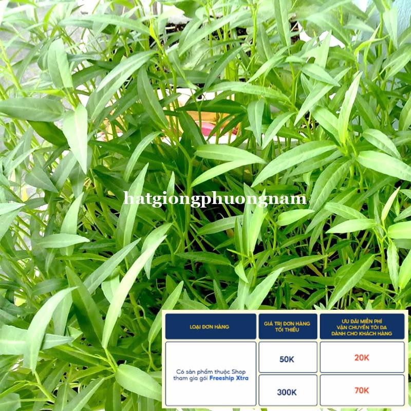 50GR - HẠT GIỐNG RAU MUỐNG