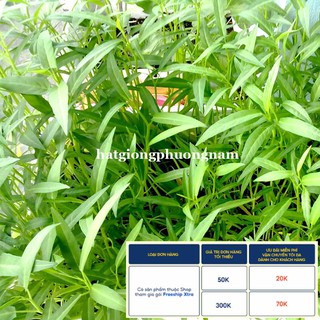 50GR - HẠT GIỐNG RAU MUỐNG