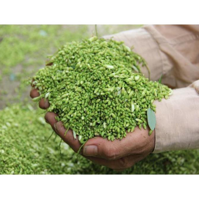 Cây Giống Hòe Nếp Cao Sản