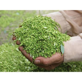 Cây Giống Hòe Nếp Cao Sản