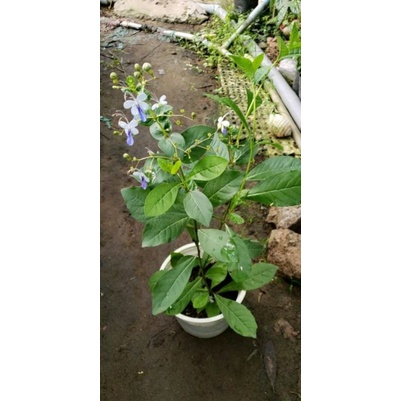 Cây Hoa Thanh Điệp