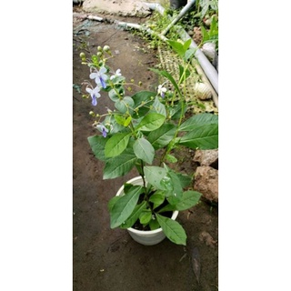 Cây Hoa Thanh Điệp- tặng kèm phân bón