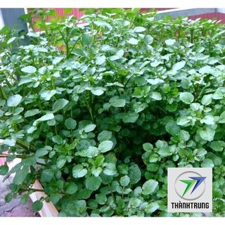 400 hạt giống rau cải xoong ( xà lách xoong) THANH TRUNG