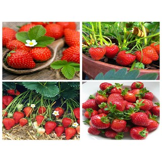 HẠT GIỐNG DÂU TÂY CHỊU NHIỆT