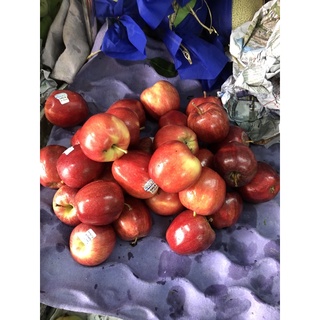 Táo gala hàng loại 1