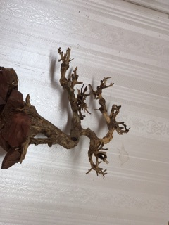 Cây bonsai D20xc20 cho bể cá thuỷ sinh