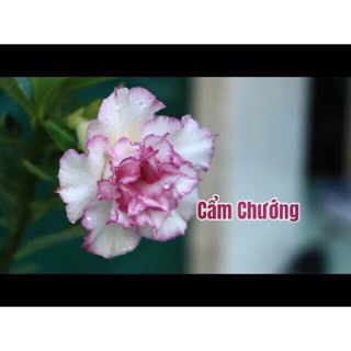 Sứ thái ghép Cẩm chướng