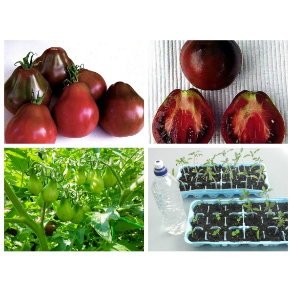 HẠT GIỐNG CÀ CHUA LÊ ĐEN