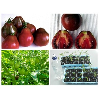 HẠT GIỐNG CÀ CHUA LÊ ĐEN