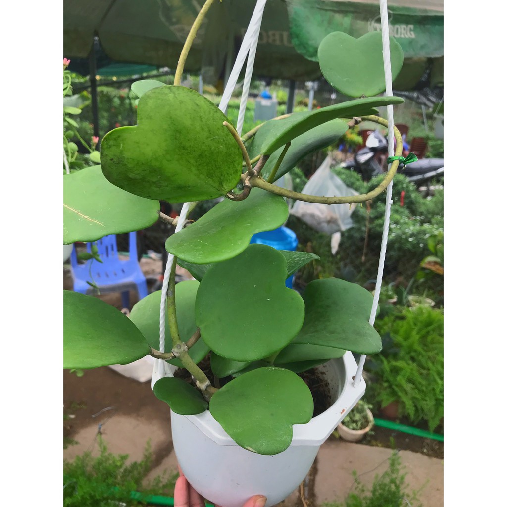Cây cẩm cù lá tim  cao 40-45cm ổn định ,thích hợp treo ban công, trang trí hàng quán sân vườn