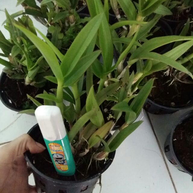 Hoa lan Mini mặt cười