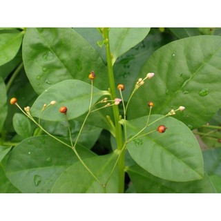 50 Hạt giống sâm mùng tơi/ sâm đất