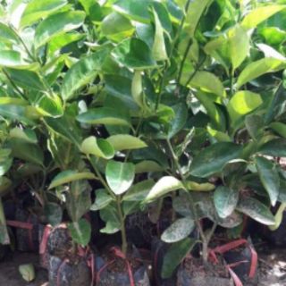Cây giống  Chanh không hạt