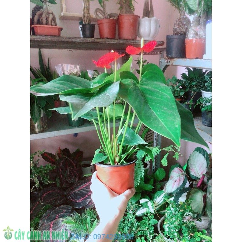 CÂY HỒNG MÔN