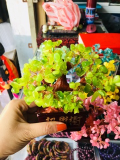 Cây tài lộc nhiều màu