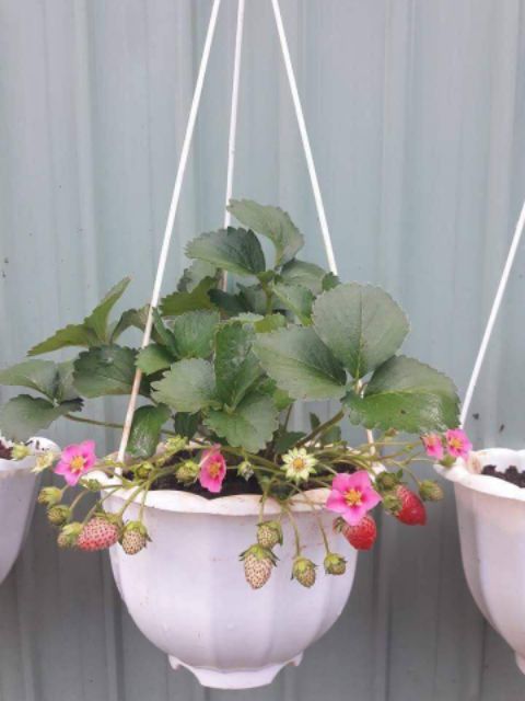 2 Cây giống dâu tây Hà Lan hoa hồng