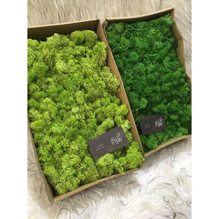 Trang trí❤️10gr RÊU TUẦN LỘC THẬT LÀM KHÔ❤️ Quà tặng