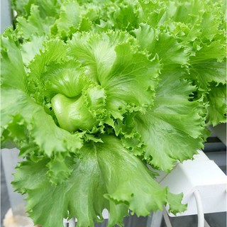 Hạt giống xà lách Minetto