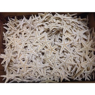 1 con sao biển khô 4-6cm