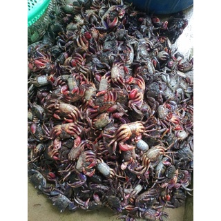 Ba khía Rạch Gốc 1kg