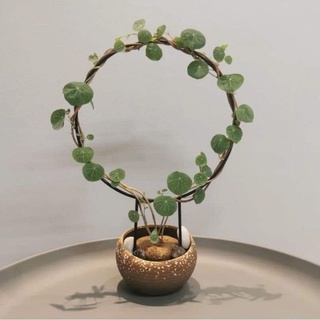 Củ Bình Vôi Thái (4 size củ)