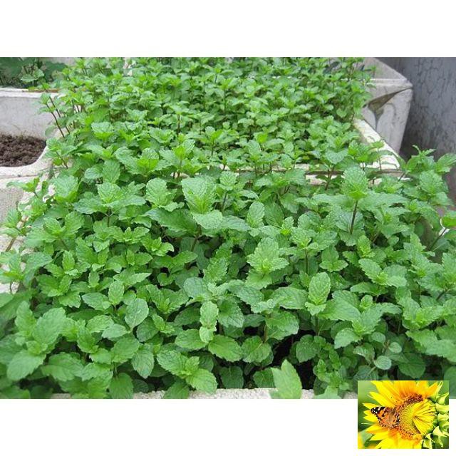 Hạt Giống Húng Bạc Hà Húng Lủi 50 hạt