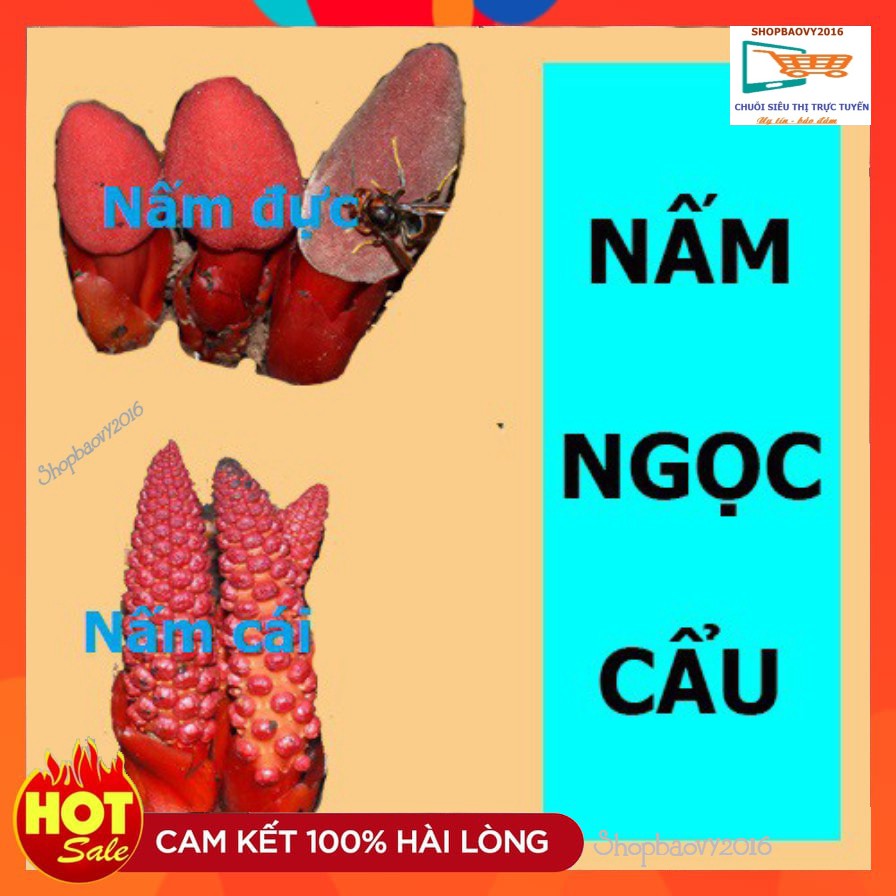 Ngọc tỏa Dương 500G - Nấm ngọc cẩu rừng khô nguyên búp Loại chất lượng Cao bổ thận tráng dương, nhuận tràng