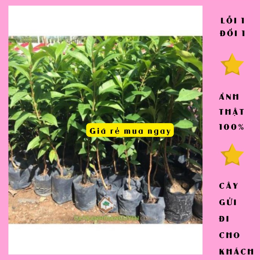 Cây vối nếp  cao 50cm, rậm đẹp, lá sum xuê