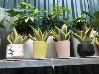 Lưỡi Hổ Mèo Cả Chậu Và Cây