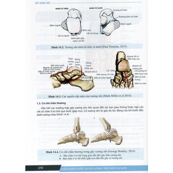 Sách - Chẩn đoán và điều trị gãy xương trật khớp chi dưới