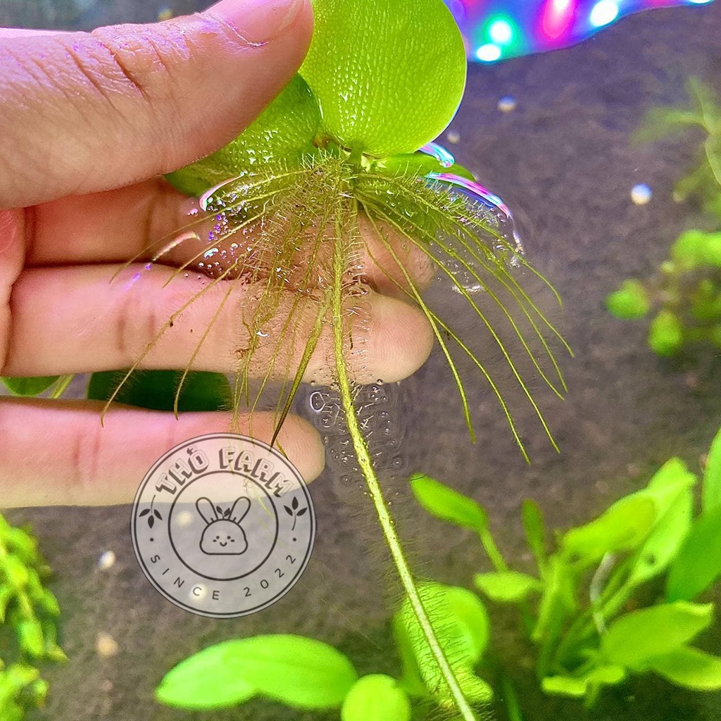 Bèo Nhật siêu phẩm hồ thủy sinh dễ trồng