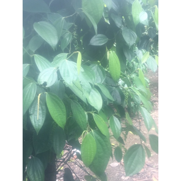 tiêu đen Lâm Đồng 1kg