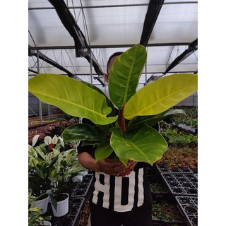 Chậu cứng trầu bà Philodendron Imperial Yellow size lớn