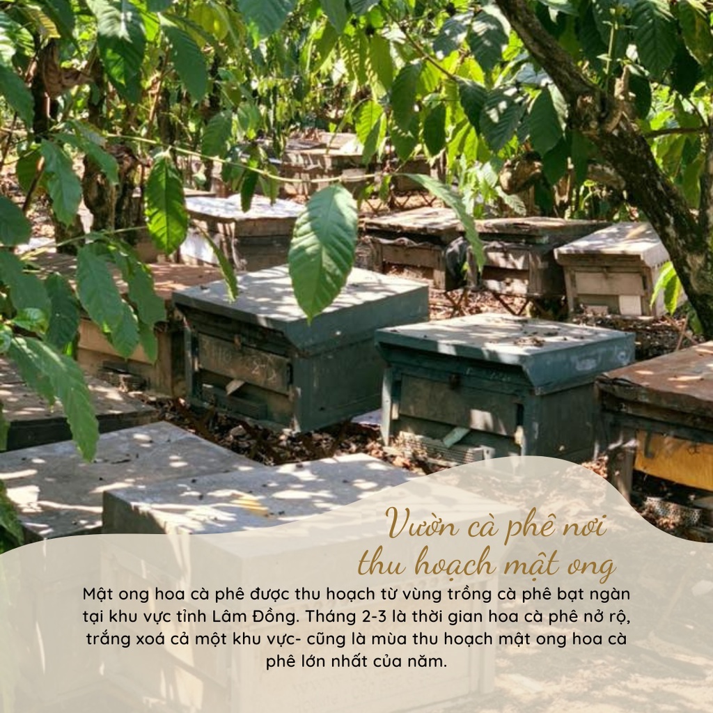 Mật Ong Hoa Cà Phê Nguyên Chất Duy Anh Bee 1,4kg