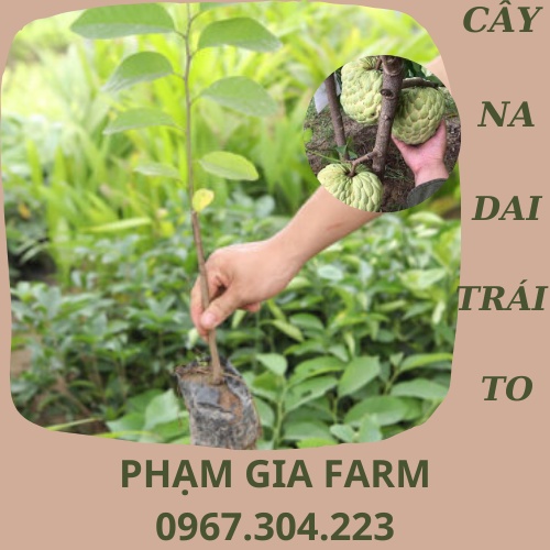(PHẠM GIA FARM) Cây giống na dai thơm ngon trái to (mãng cầu ta)