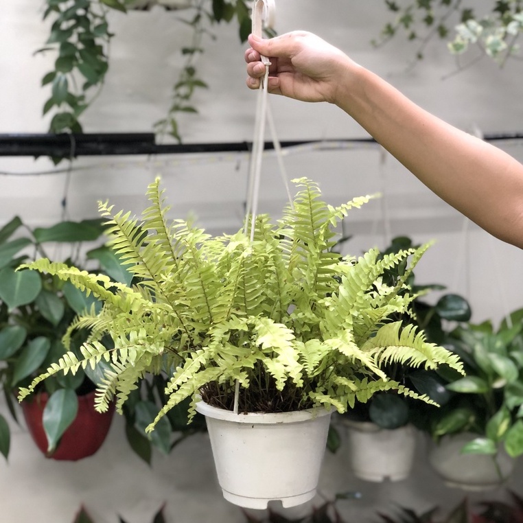 Cây Dương Xỉ Vàng chậu treo trang trí nội thất, sân vườn