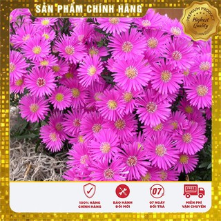 Hạt Giống Cúc Thạch thảo hồng