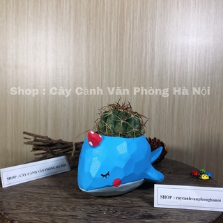 [ Quà Tặng Kèm ] chậu cây cá voi xanh