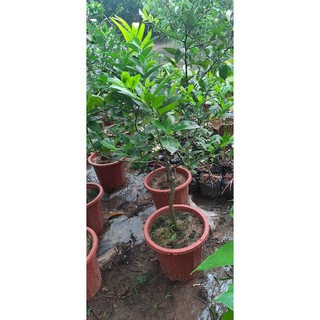 Cây chanh tứ quý sẵn quả