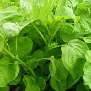 Hạt giống rau dền xanh lá tròn(20G)