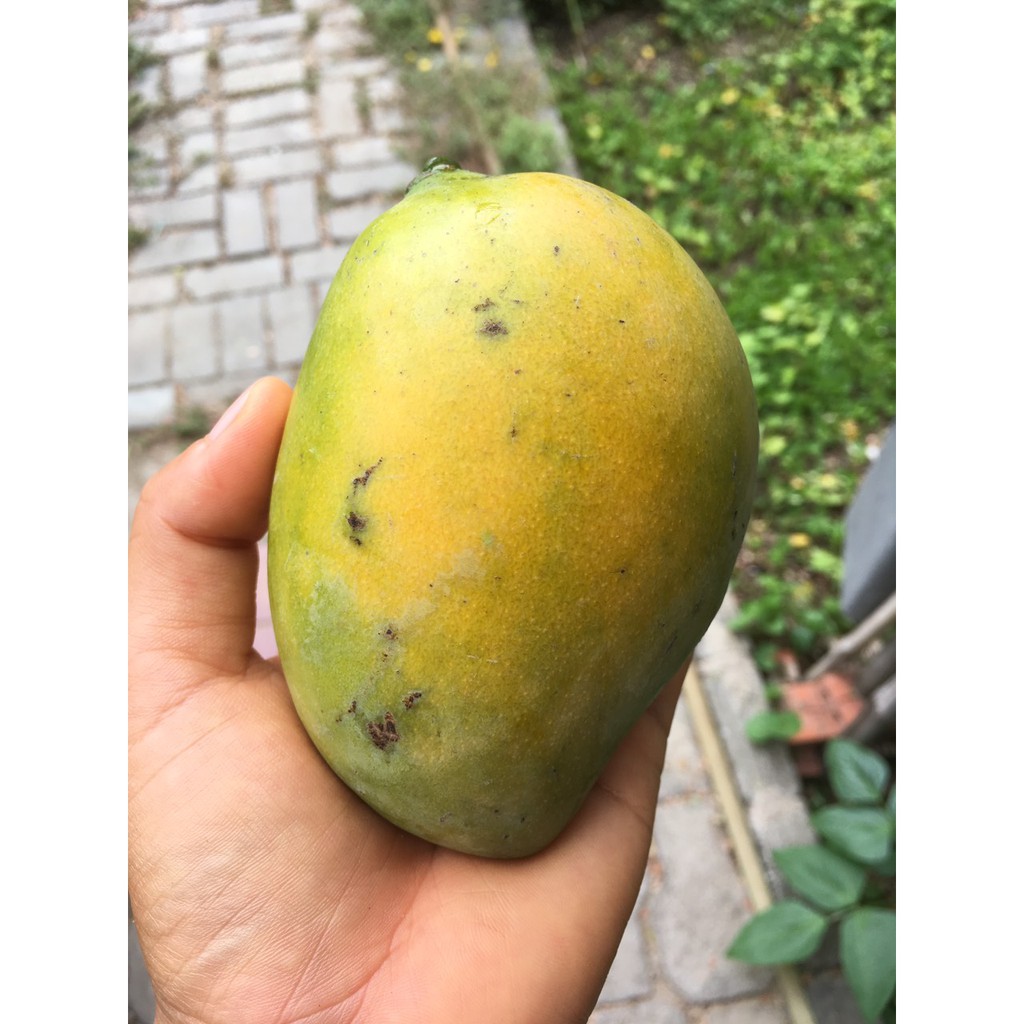 XOÀI DẺO - 300G | BigBuy360 - bigbuy360.vn