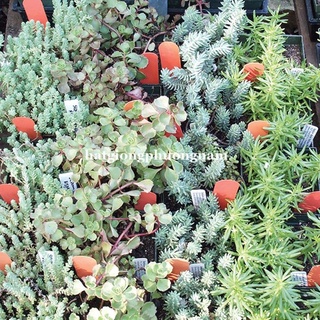 HẠT GIỐNG SEN ĐÁ SEDUM - 50 HẠT
