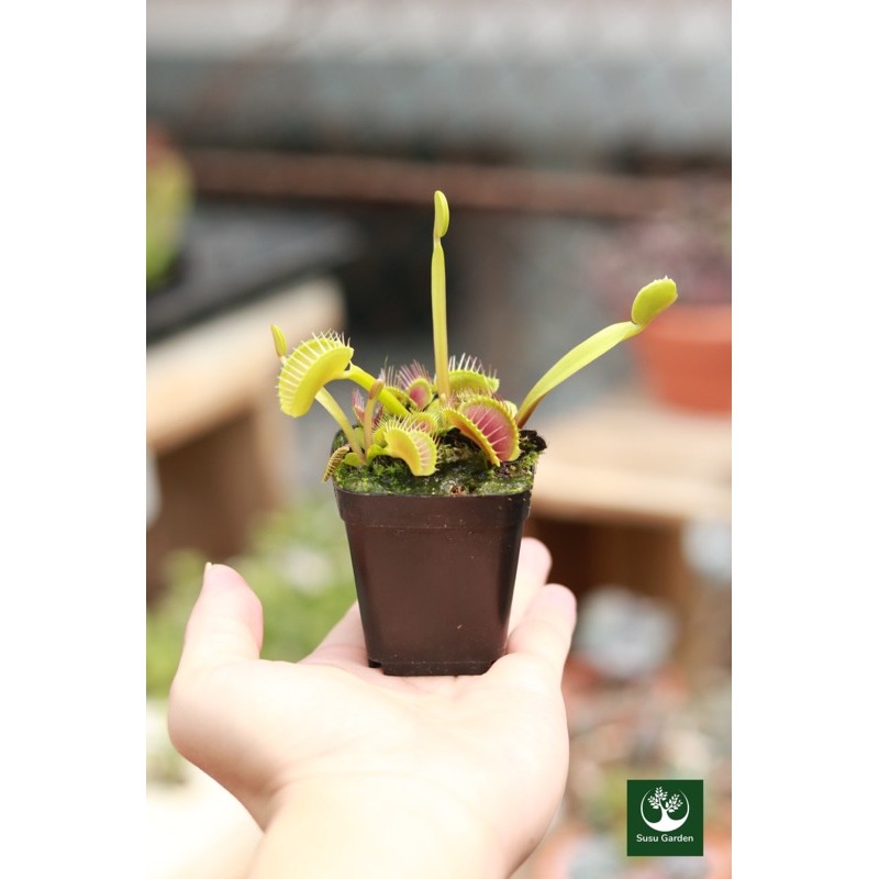 [size lớn] Cây bẫy kẹp bắt côn trùng - Venus flytrap