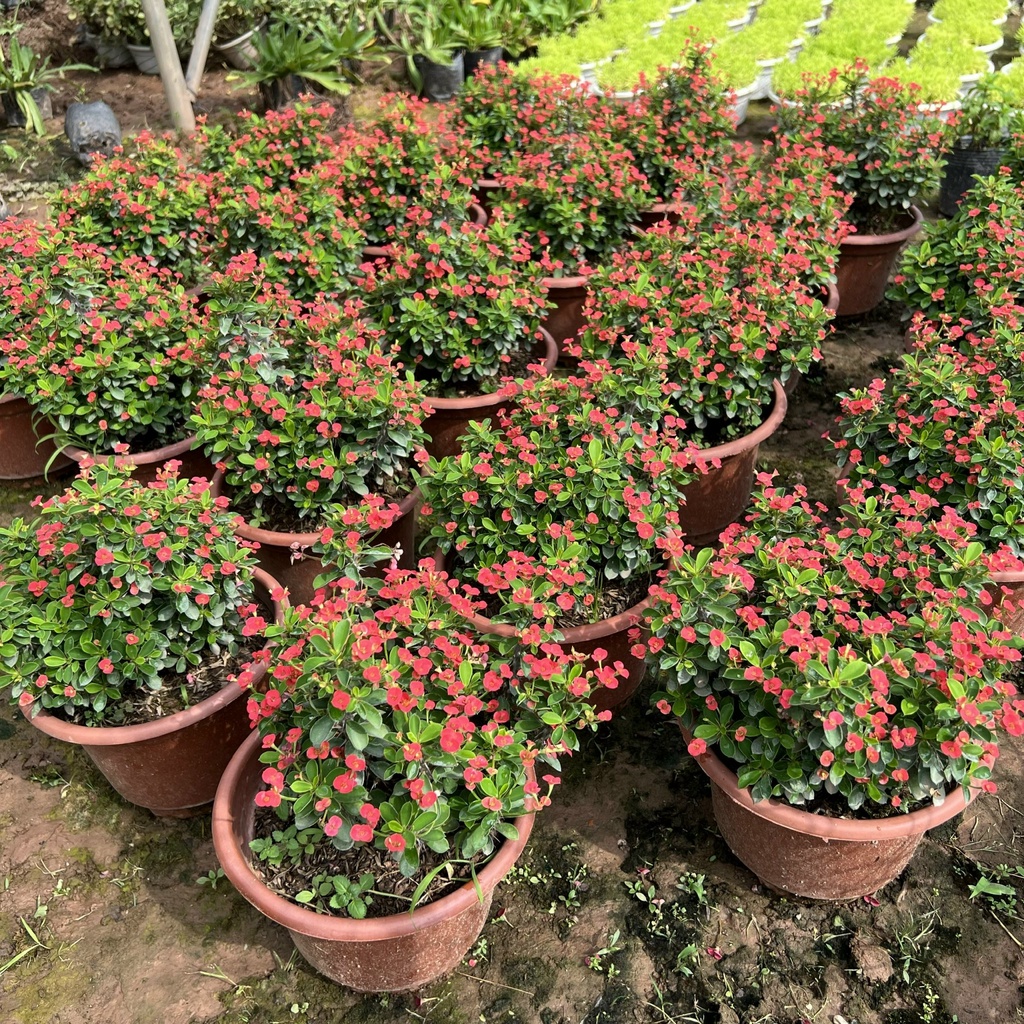 Cây xương rồng bát tiên hoa nhỏ bán kính 20cm, cây hoa nở quanh năm trang trí sân vườn, ban công