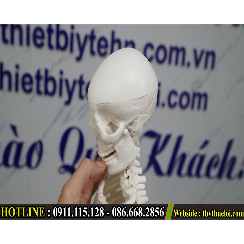 Mô hình xương người - Mô hình xương 85cm