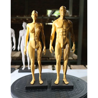 Mô hình anatomy - tượng giải phẫu cơ thể người - Tượng học Kiến trúc-mỹ thuật, học y dược, nghiên cứu sinh
